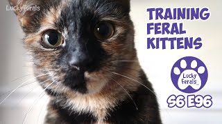 A Three In One Cat Toy, Training Feral Kittens | S6 E96 | Cat Videos Vlog