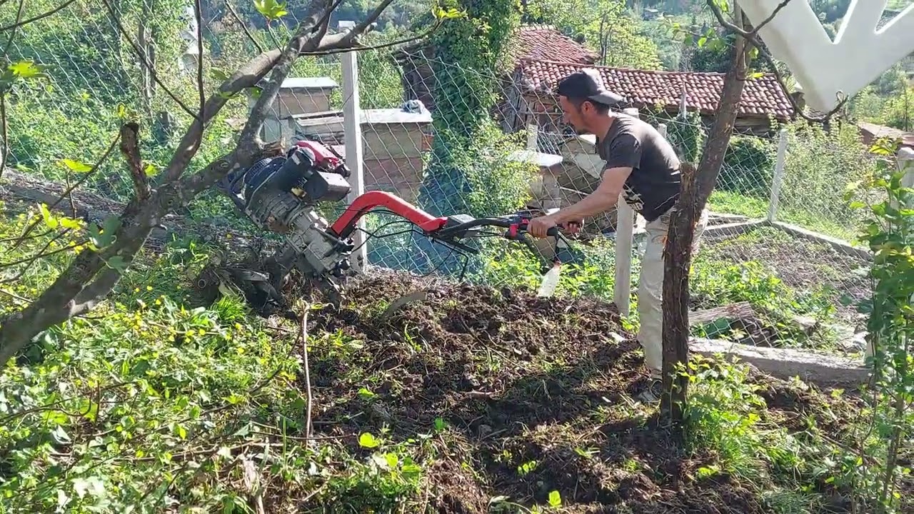 #inebolu patpat #tarlasürümü