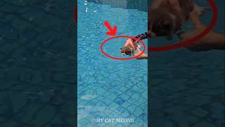 How to Train Your Cat to Swim 🐱🏊 #shorts