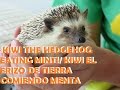 Kiwi Hedgehog Eating Mint/ Kiwi - Erizo de tierra comiendo menta