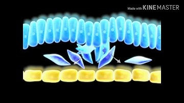 3rd week Gastrulation