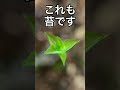 【ハマり注意】美しい苔の世界−苔テラリウムの作り方