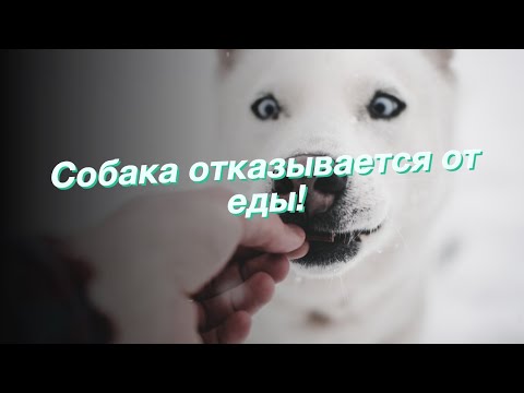 Собака отказывается от еды!