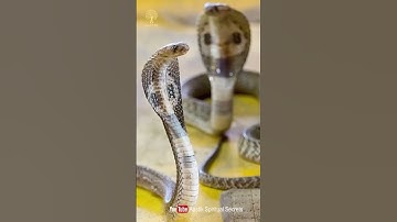 चाँदी का बना नाग-नागिन का जोड़ा यहाँ पर रखने से मिलेगी धन-समृद्धि | Kaal Sarp Dosh Upay. #shorts