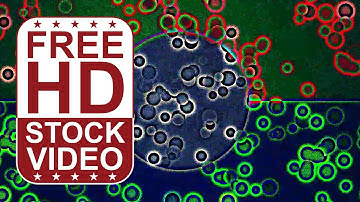 Free Stock Videos - abstract animated colorful circles merging slowly seamless loop