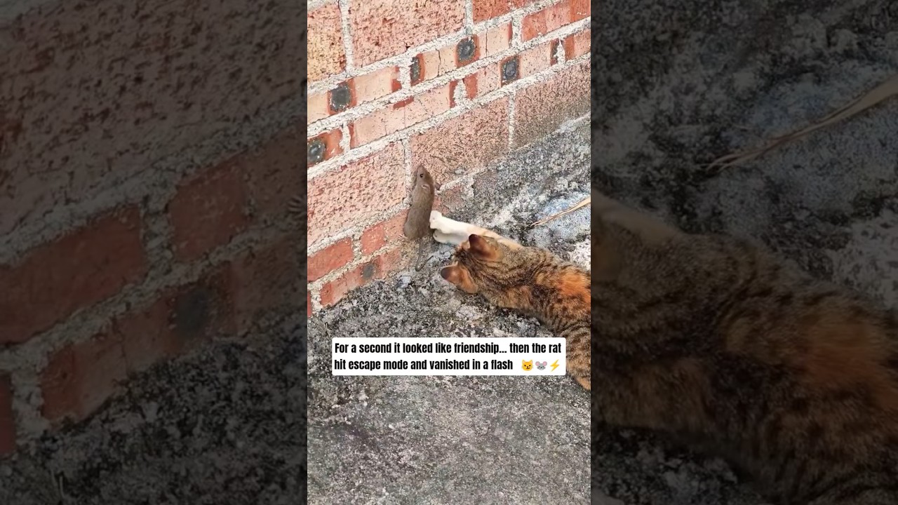 For a second it looked like friendship… then the rat hit escape mode and vanished in a flash 😼🐭