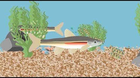 Environmental DNA (eDNA) Surveys from Precision Biomonitoring: reliable, accurate, precise