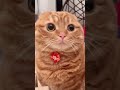 実は、猫もビックリするとこんな顔します!笑