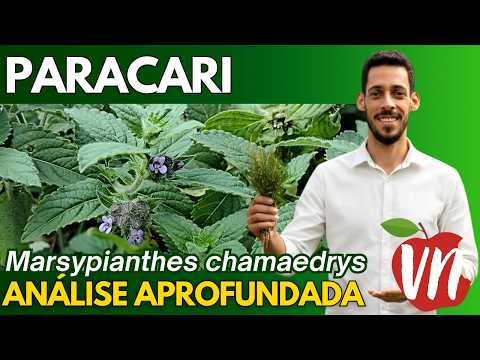 🌿 PARACARI (Marsypianthes chamaedrys): Fitoquimica, Benefícios e Usos da "Erva de Cobra"