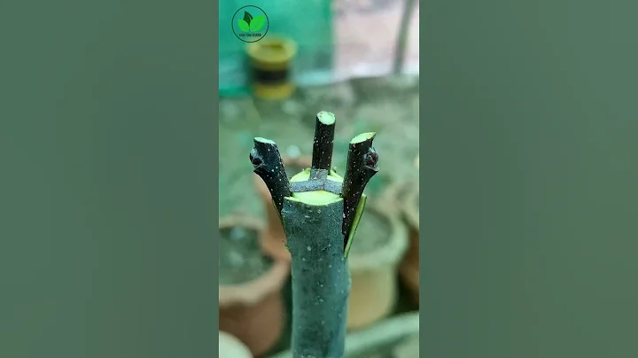 Best grafting techniques apple plant bark grafting #apple #tree #satisfying
