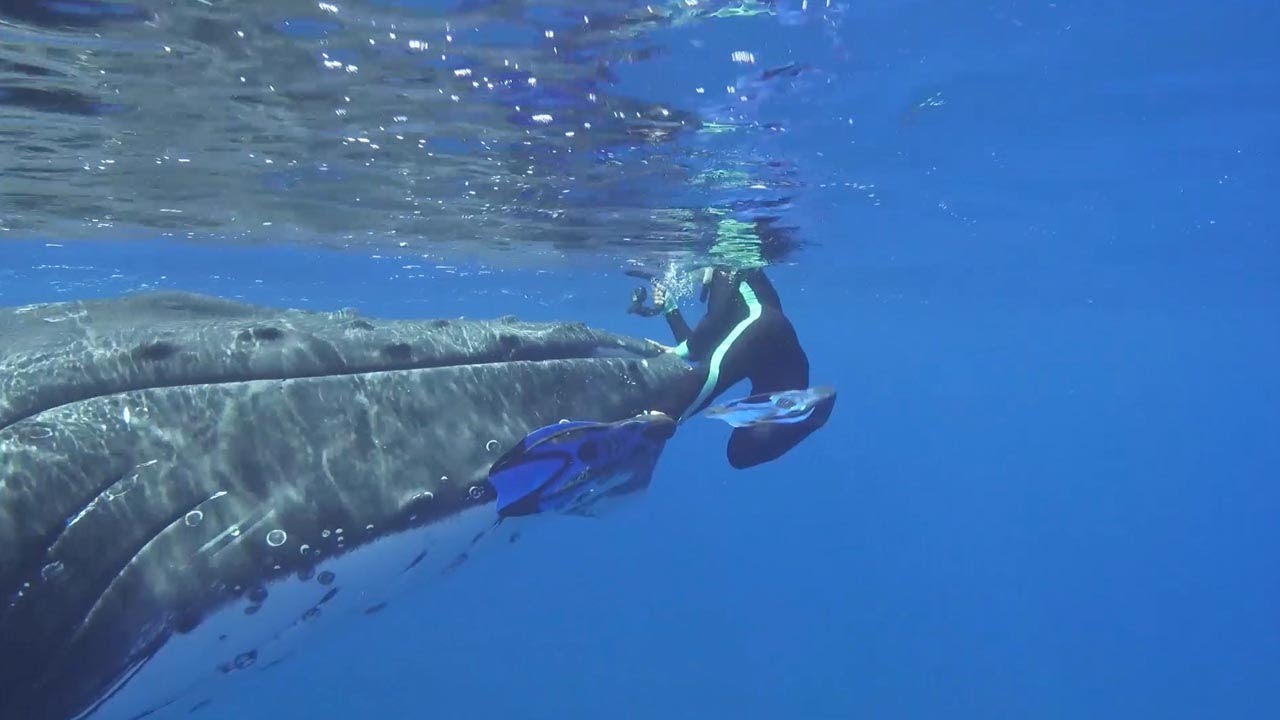 Whale Saves Diver From Shark, Or Did it?