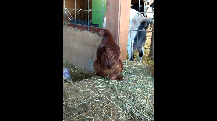 Autumn Rose the queen of the barn