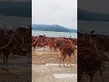 Ross Island #rossisland #historical #british #rule #andaman #travel #viralvideo #tour