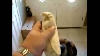 Celebrity Dog eats bean burrito Net Worth