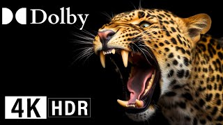Just Revealed, Amazing Wildlife Journey, 4K Hdr 60Fps Dolby Vision!