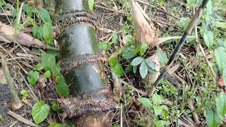 Download Lagu @Yang lagi viral‼️ Cuma yg berhoki tinggi yang bisa dapat bambu ini Bila Nemu Ambillah‼️ MP3