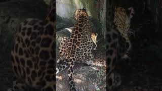 Amur Leopard’ 🐆Getting Busy At Zwf Miami.