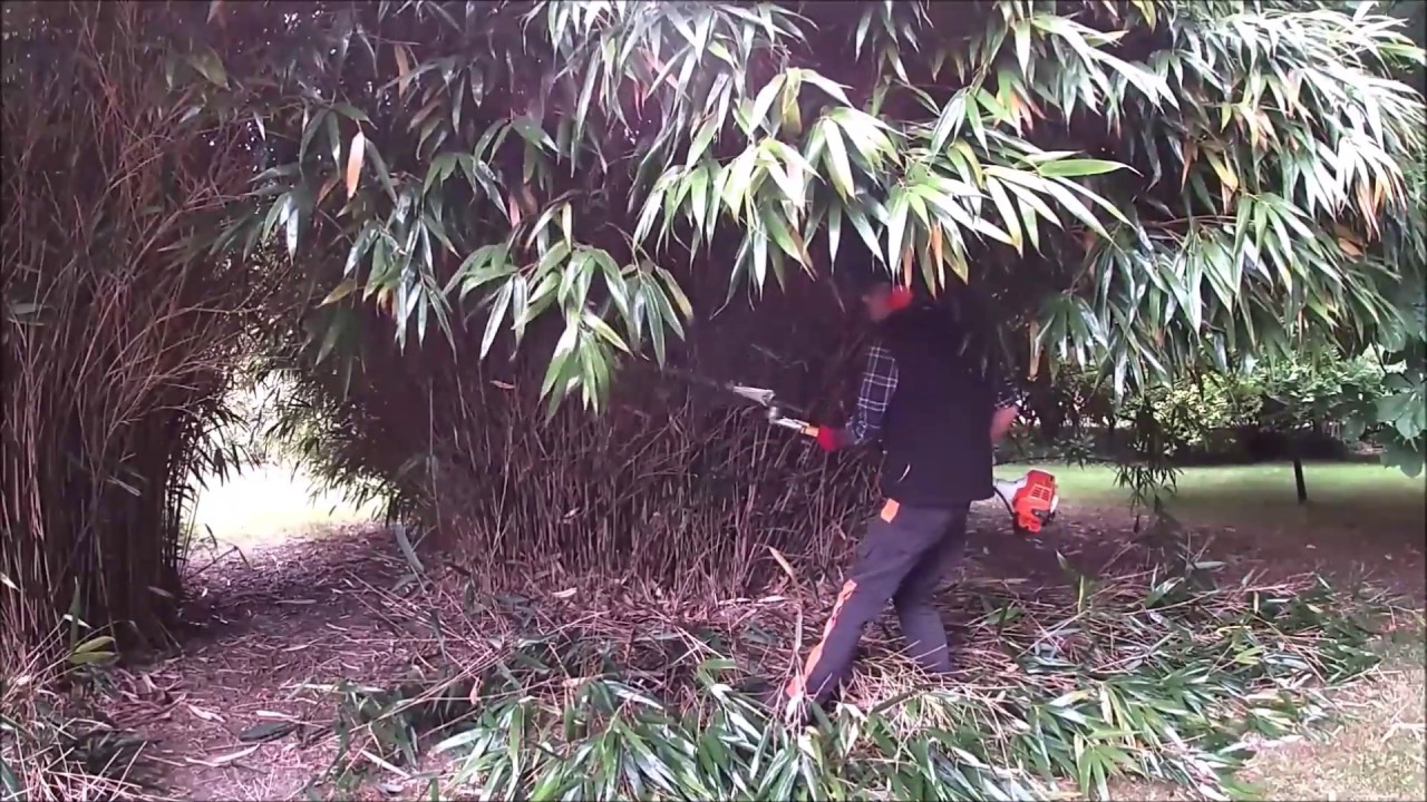 Bamboo Trimming YouTube