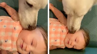Adorable Dog Licks Babys Face