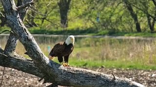 Decorah Eagles. HD fishing in the pond and eats early lunch - explore.org 05-03-2024