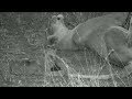 SafariLive Aug 19- Nkuhuma lioness Amber brings one of her new cubs out!!