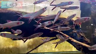 血鯉Leptobarbus melanopterus紅蘇丹