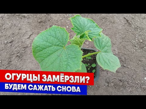 Огурцы замерли в росте. Огурцы грунтовые. Заморозки теплица. Рассада огурцов замерзла фото. Замерзший кабачок.