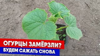 Огурцы замёрзли. Будем сажать снова