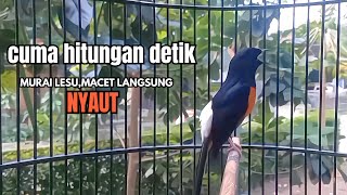 Murai gacor AMPUH buat PANCINGAN emosi murai batu lain agar CEPAT bongkar materi !! Seketika EMOSI