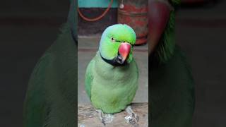 #mummy ek gilas Pani de do #funny #funnyanimal #funnyparrot #talkingparot #funnyvideo #viralreels...