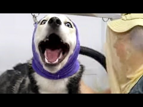 Husky dog sings me songs and poops on my table