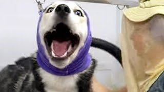 Husky dog sings me songs and poops on my table