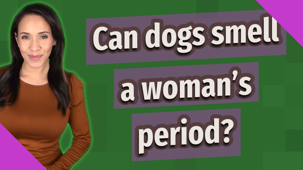 Can Dogs Smell A Woman'S Period?