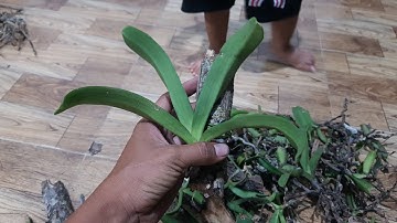 Đơn 500k Đai châu Ngọc Điểm Buôn Đôn Hàng giống | 0981052175