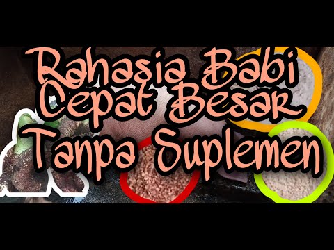 Video: Cara Menjaga Khinzir