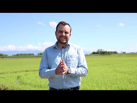 Vídeo: O que é a ferrugem bacteriana do arroz – Aprenda sobre a ferrugem bacteriana nas culturas de arroz