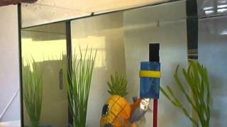 Goldfish Training Tricks