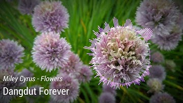 miley cryus - Flowers Koplo Version (Dangdut Forever Edit)
