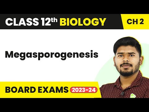 Megasporogenesis - Sexual Reproduction in Flowering Plants | Class 12 Biology