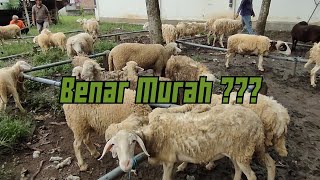 MATERI DOMBA PASAR DURENAN TRENGGALEK ???