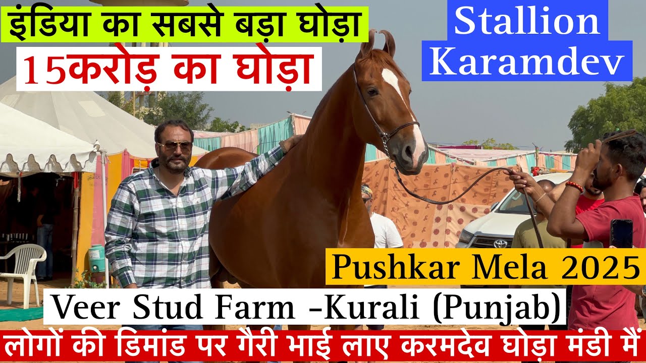 पुष्कर मेले मैं आया इंडिया का सबसे बड़ा 72इंच का कर्मदेव घोड़ा लोगो की डिमांड पर !