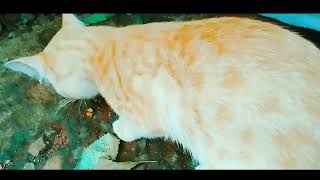 Tina cat's family together with Rosy kitten #cat #kitten