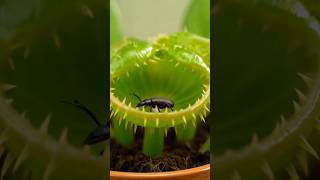 ये पौधा कीड़े खाता है  #venusflytrap #carnivorousplants #plants#plantfacts #nature #amazingfacts