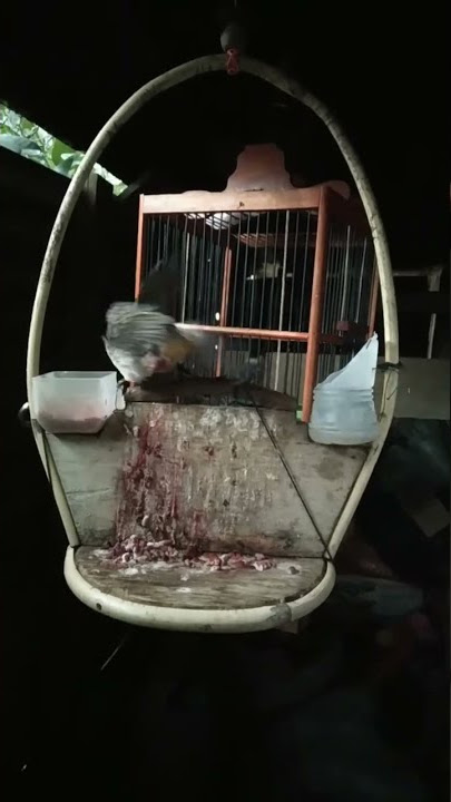 Suara Kutilang Ribut bikin kutilangmu juga ribut#shorts