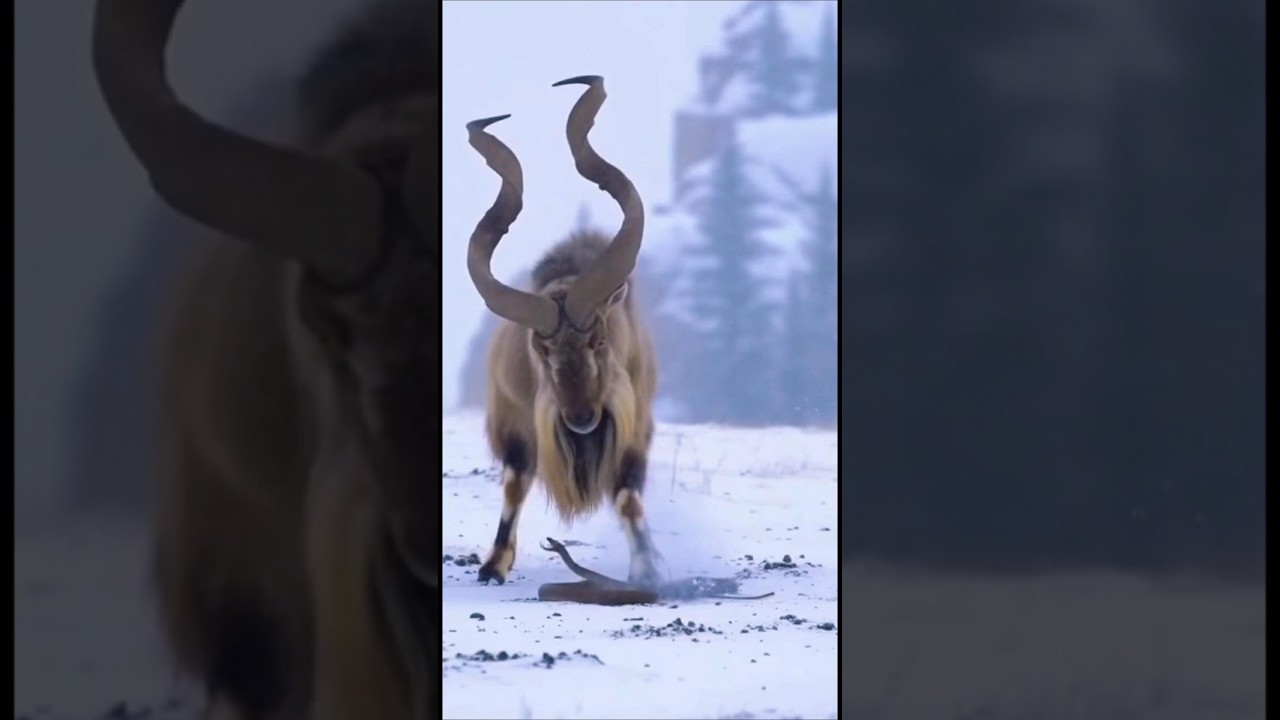 Cat rescues DiCaprio's Himalayan snake from Markhor(snake myth)