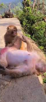 anak yg durhaka terhadap mamak nya.#shorts #fyp #viral #animals #comedy #psk #seksual