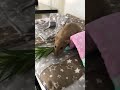 #rat #rathaus #крысы #выгул #домашниеживотные #pets #cute