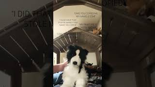 the world doesn't revolve around you- #stuffie #douglas #bordercolliestuffie #dog #essa