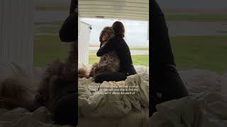 Your New Life Is Going To Cost You Your Old One vanlifeeurope solofemalevanlife vandog