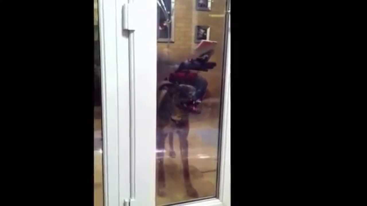 Funny dog licking window YouTube